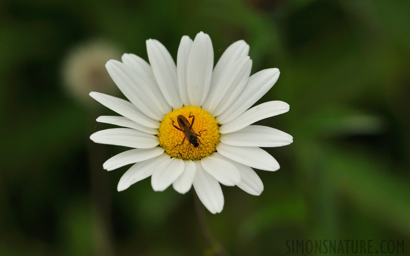 [105 mm, 1/1600 Sek. bei f / 9.0, ISO 1600]